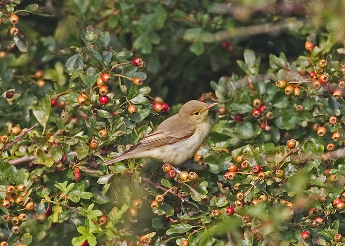 Icterine Warbler