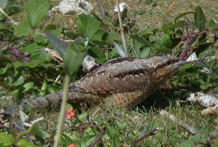 Wryneck