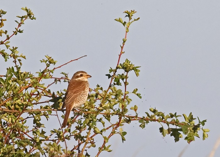 Red-backed Shrike