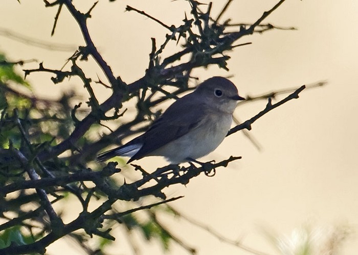 Red-breasted Flycatcher