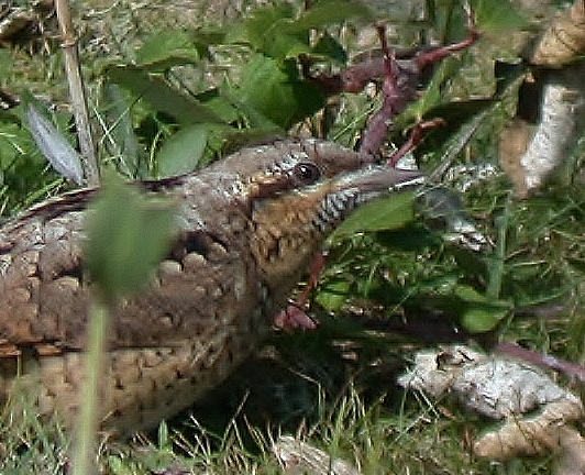 Wryneck