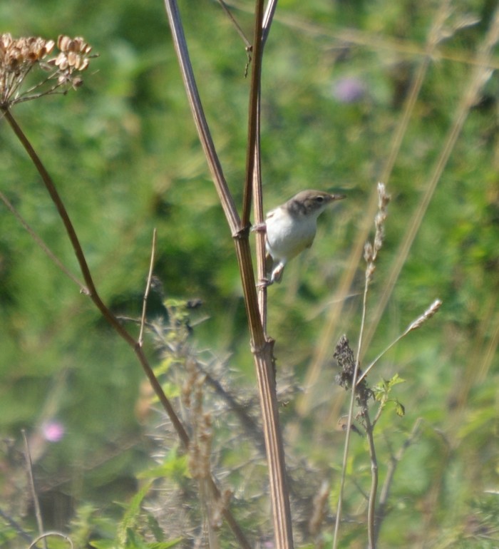 Booted Warbler