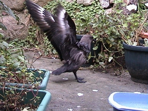 Brown Skua