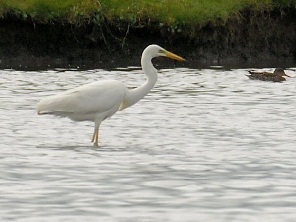 Great White Egret