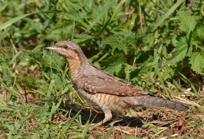 Wryneck