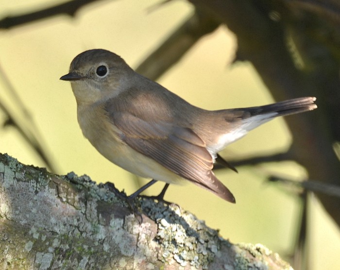 Red-breasted Flycatcher