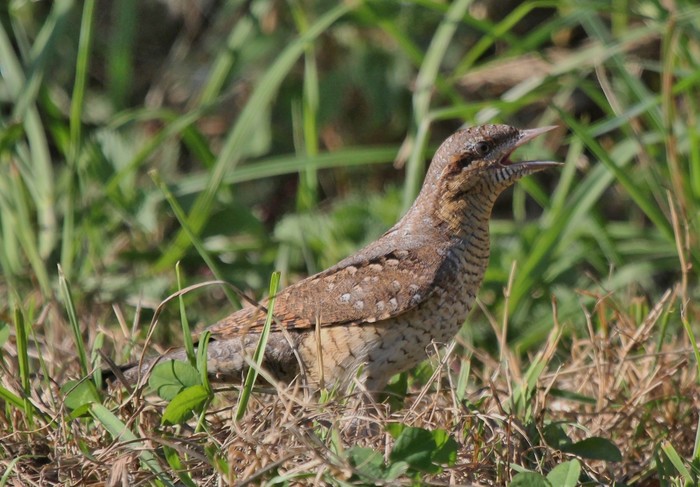 Wryneck