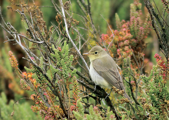Icterine Warbler