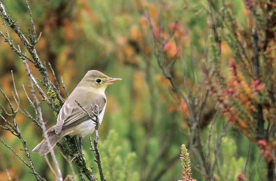 Icterine Warbler