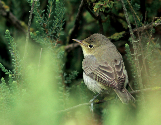 Icterine Warbler