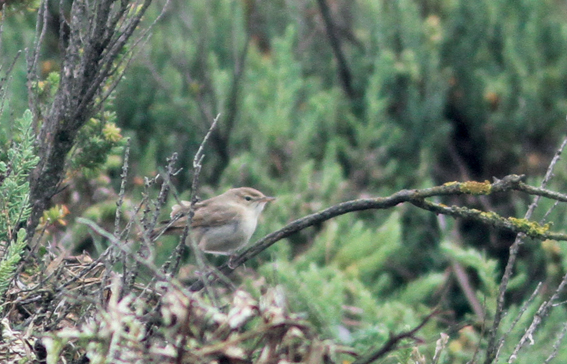 Booted Warbler