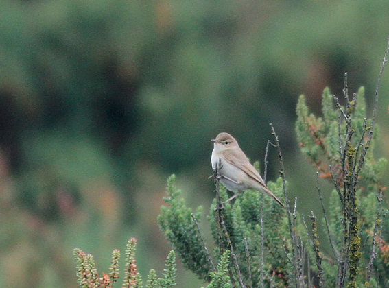 Booted Warbler