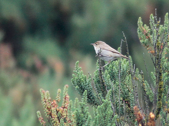 Booted Warbler