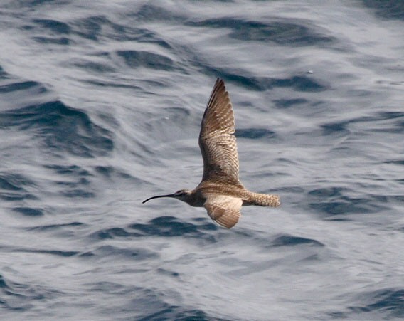 Hudsonian Whimbrel