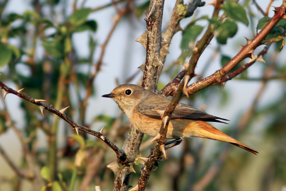 Redstart