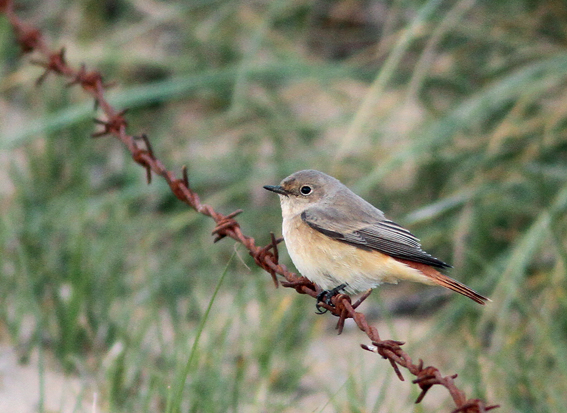 Redstart