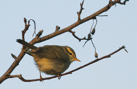 Greenish Warbler