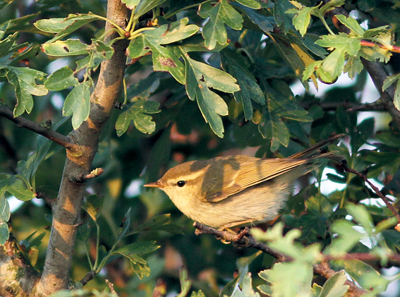 Greenish Warbler