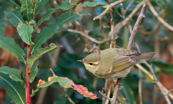 Greenish Warbler