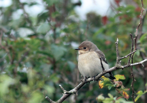 Pied Flycatcher