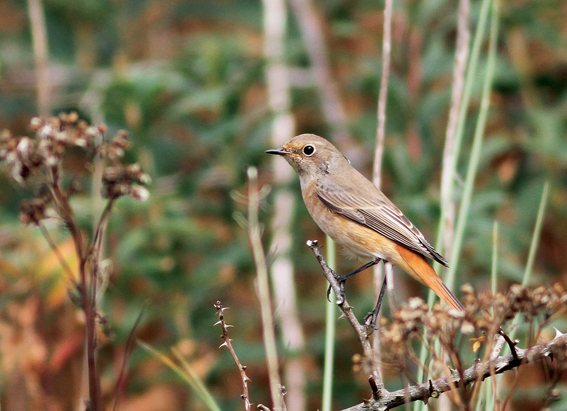 Redstart