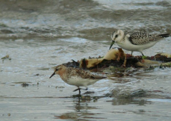 Red-necked Stint