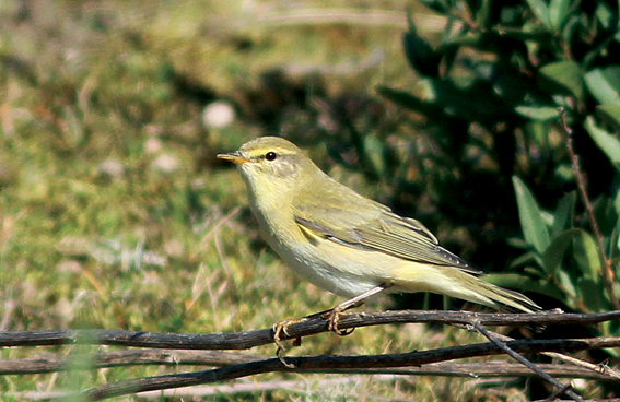 Willow Warbler