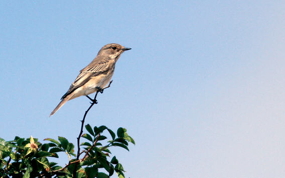 Spotted Flycatcher