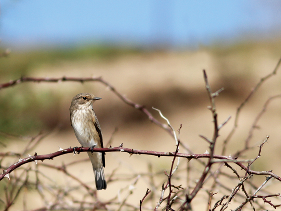 Spotted Flycatcher