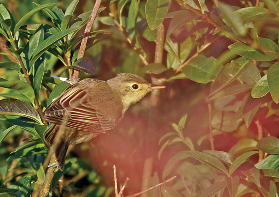 Icterine Warbler