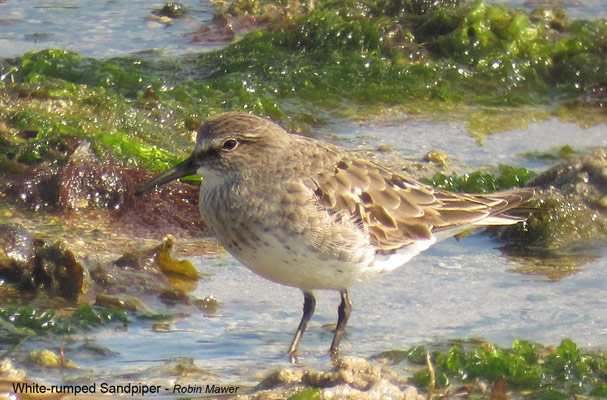 White-rumped Sandpiper