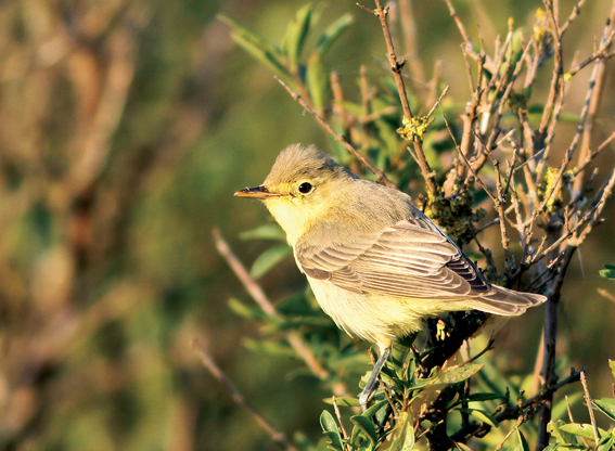 Icterine Warbler