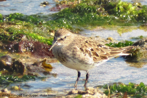 White-rumped Sandpiper