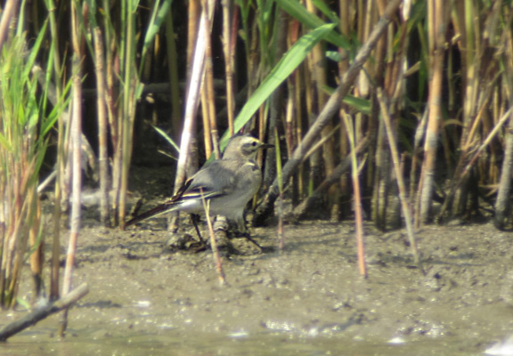 Citrine Wagtail