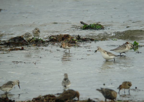 Red-necked Stint