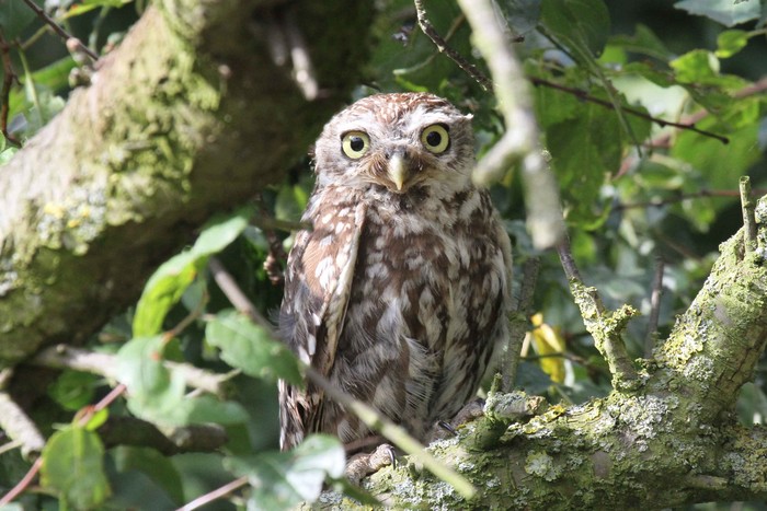 Little Owl