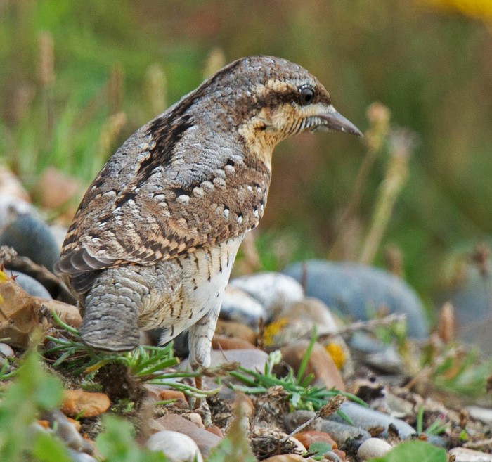 Wryneck