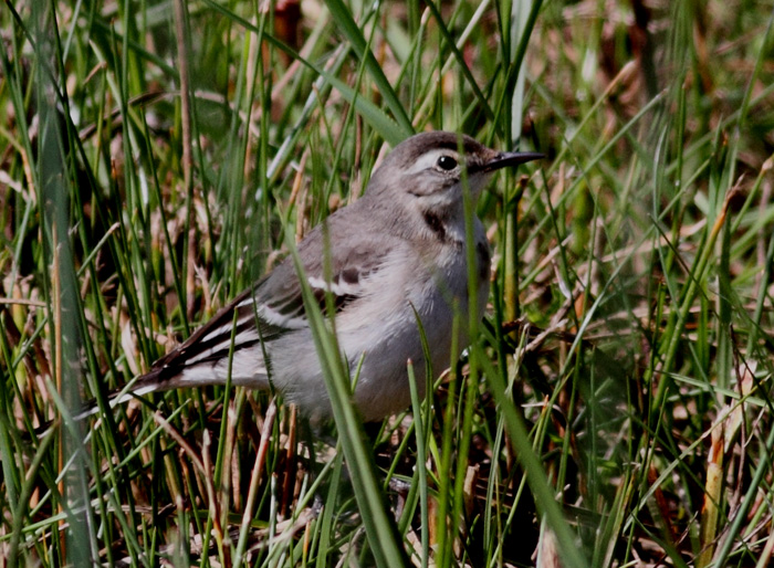 Citrine Wagtail