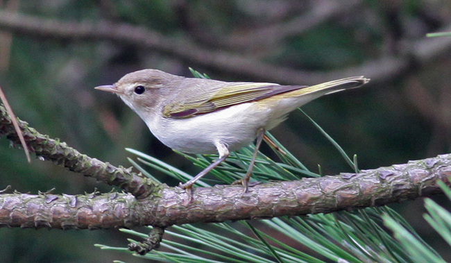 Western Bonelli's Warbler