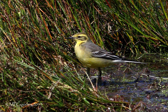 Citrine Wagtail