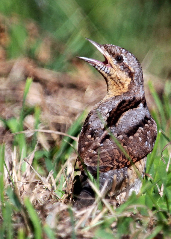 Wryneck