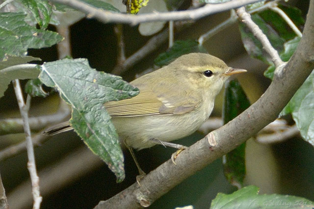 Greenish Warbler