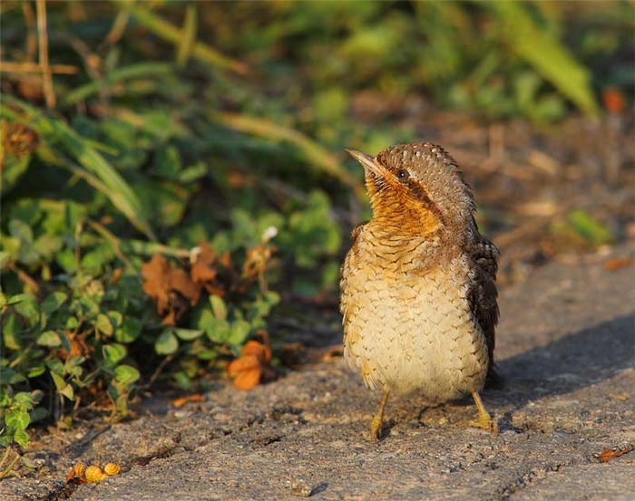 Wryneck
