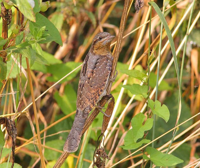 Wryneck