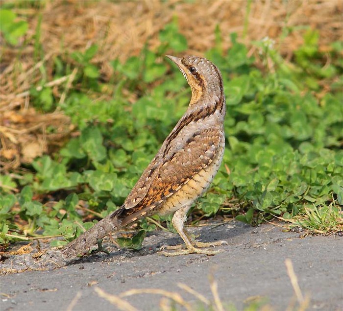 Wryneck