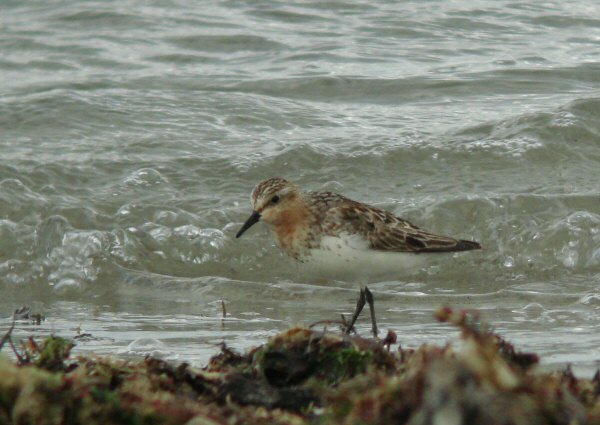 Red-necked Stint