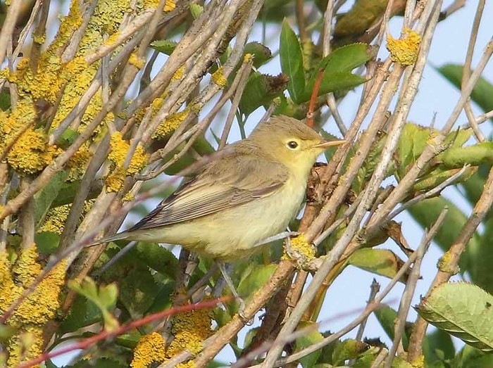 Icterine Warbler