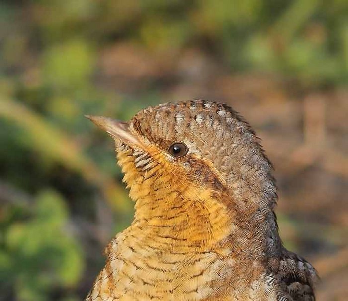Wryneck