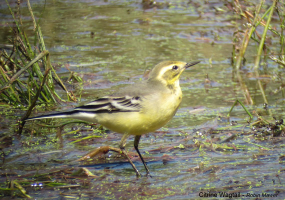 Citrine Wagtail