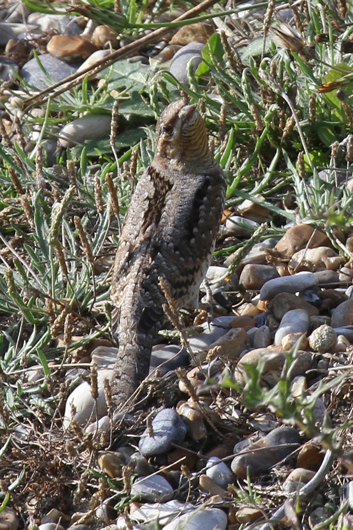 Wryneck